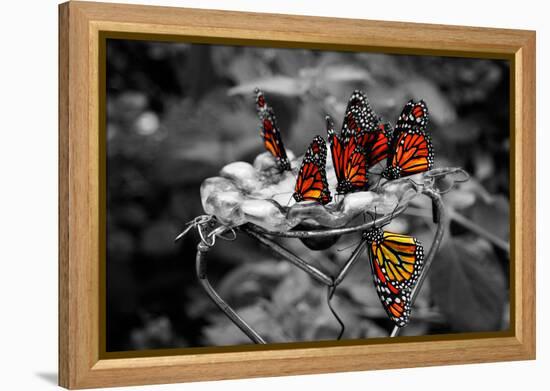 Butterflies at the Bronx Zoo NYC-null-Framed Stretched Canvas