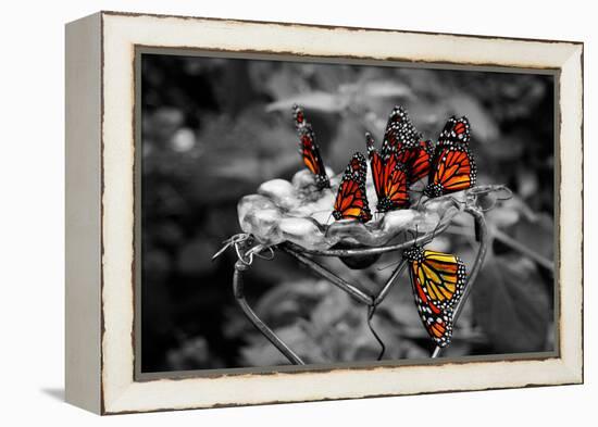 Butterflies at the Bronx Zoo NYC-null-Framed Stretched Canvas