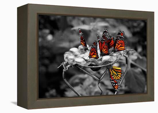 Butterflies at the Bronx Zoo NYC-null-Framed Stretched Canvas