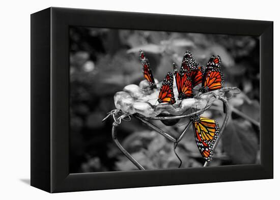 Butterflies at the Bronx Zoo NYC-null-Framed Stretched Canvas