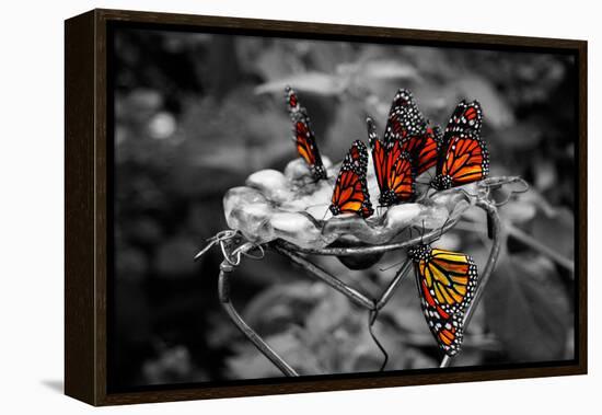 Butterflies at the Bronx Zoo NYC-null-Framed Stretched Canvas