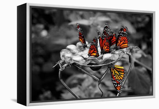 Butterflies at the Bronx Zoo NYC-null-Framed Stretched Canvas