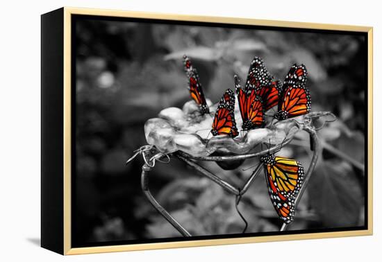 Butterflies at the Bronx Zoo NYC-null-Framed Stretched Canvas