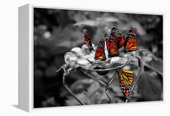 Butterflies at the Bronx Zoo NYC-null-Framed Stretched Canvas