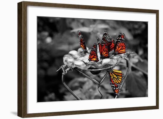 Butterflies at the Bronx Zoo NYC-null-Framed Photo