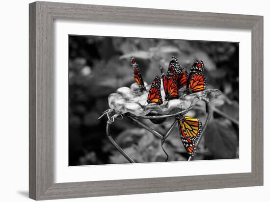 Butterflies at the Bronx Zoo NYC-null-Framed Photo