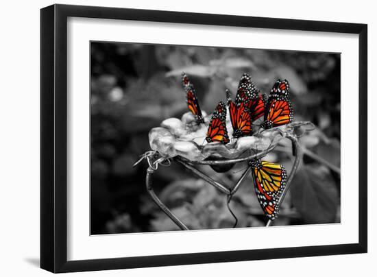 Butterflies at the Bronx Zoo NYC-null-Framed Photo
