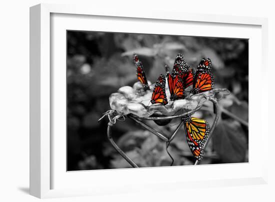 Butterflies at the Bronx Zoo NYC-null-Framed Photo