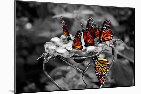Butterflies at the Bronx Zoo NYC-null-Mounted Photo