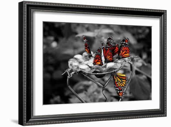 Butterflies at the Bronx Zoo NYC-null-Framed Photo