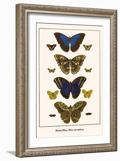 Butterflies, Blue Morphos,-Albertus Seba-Framed Art Print