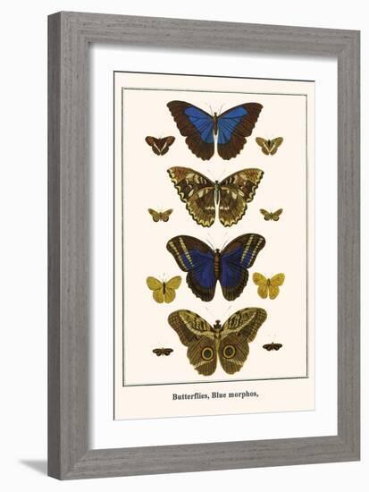 Butterflies, Blue Morphos,-Albertus Seba-Framed Art Print