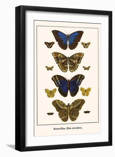 Butterflies, Blue Morphos,-Albertus Seba-Framed Art Print