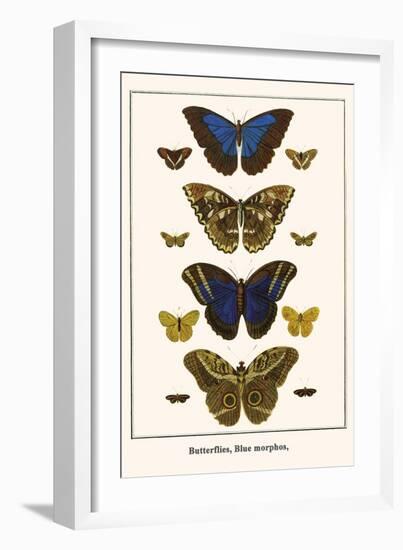 Butterflies, Blue Morphos,-Albertus Seba-Framed Art Print