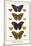 Butterflies, Blue Morphos,-Albertus Seba-Mounted Art Print