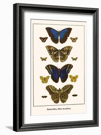 Butterflies, Blue Morphos,-Albertus Seba-Framed Art Print