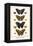 Butterflies, Blue Morphos,-Albertus Seba-Framed Stretched Canvas