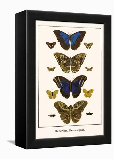 Butterflies, Blue Morphos,-Albertus Seba-Framed Stretched Canvas