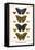 Butterflies, Blue Morphos,-Albertus Seba-Framed Stretched Canvas