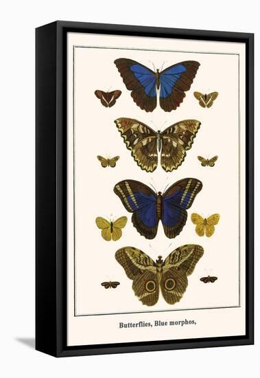 Butterflies, Blue Morphos,-Albertus Seba-Framed Stretched Canvas