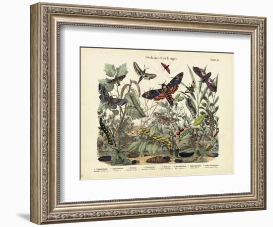 Butterflies, C.1860-null-Framed Giclee Print