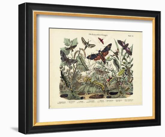 Butterflies, C.1860-null-Framed Giclee Print