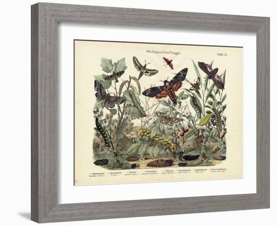 Butterflies, C.1860-null-Framed Giclee Print