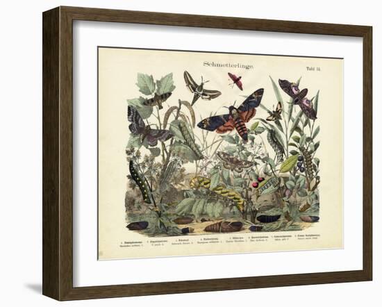 Butterflies, C.1860-null-Framed Giclee Print