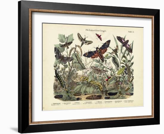 Butterflies, C.1860-null-Framed Giclee Print