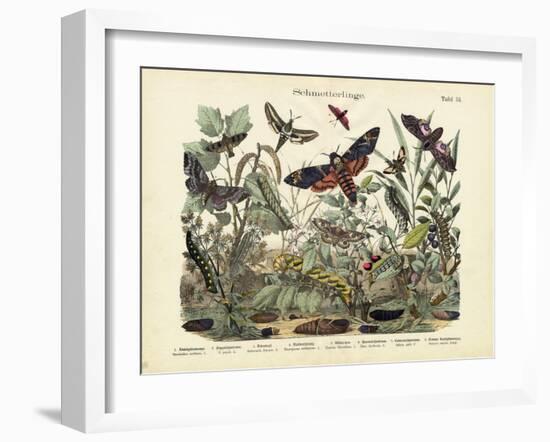 Butterflies, C.1860-null-Framed Giclee Print