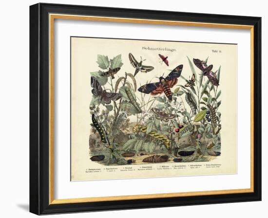 Butterflies, C.1860-null-Framed Giclee Print