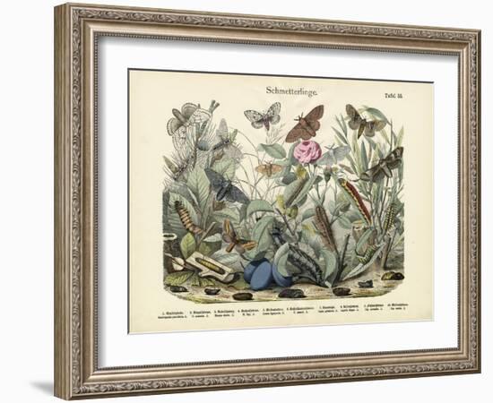 Butterflies, C.1860-null-Framed Giclee Print