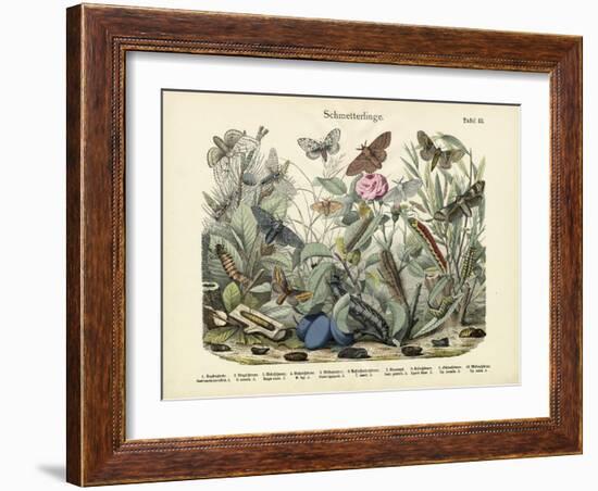 Butterflies, C.1860-null-Framed Giclee Print