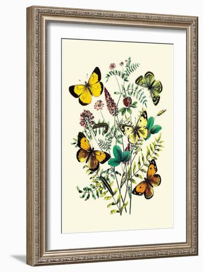 Butterflies: C. Palaeno, C. Phicomene-William Forsell Kirby-Framed Art Print