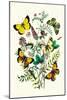 Butterflies: C. Palaeno, C. Phicomene-William Forsell Kirby-Mounted Art Print