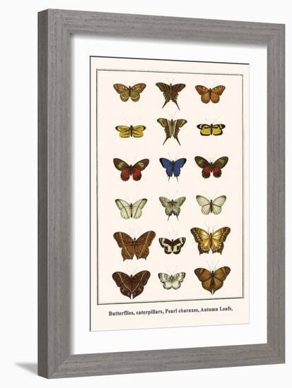 Butterflies, Caterpillars, Pearl Charaxes, Autumn Leafs,-Albertus Seba-Framed Art Print