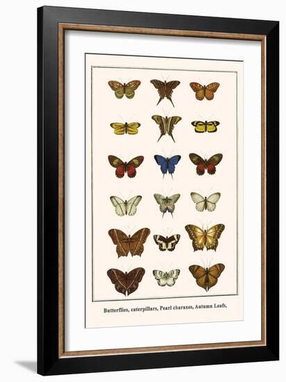 Butterflies, Caterpillars, Pearl Charaxes, Autumn Leafs,-Albertus Seba-Framed Art Print