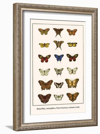 Butterflies, Caterpillars, Pearl Charaxes, Autumn Leafs,-Albertus Seba-Framed Premium Giclee Print