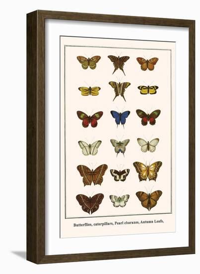 Butterflies, Caterpillars, Pearl Charaxes, Autumn Leafs,-Albertus Seba-Framed Premium Giclee Print