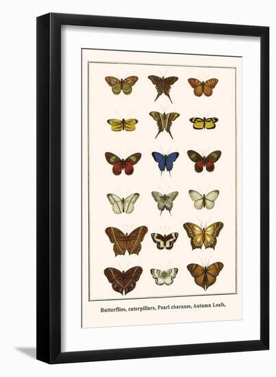 Butterflies, Caterpillars, Pearl Charaxes, Autumn Leafs,-Albertus Seba-Framed Premium Giclee Print