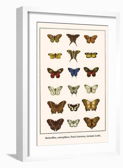 Butterflies, Caterpillars, Pearl Charaxes, Autumn Leafs,-Albertus Seba-Framed Premium Giclee Print