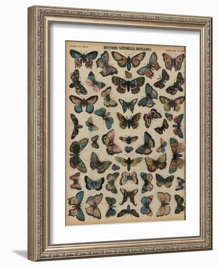 Butterflies (Coloured Engraving)-French School-Framed Giclee Print