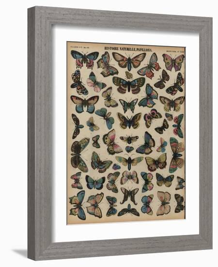 Butterflies (Coloured Engraving)-French School-Framed Giclee Print