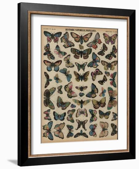 Butterflies (Coloured Engraving)-French School-Framed Giclee Print