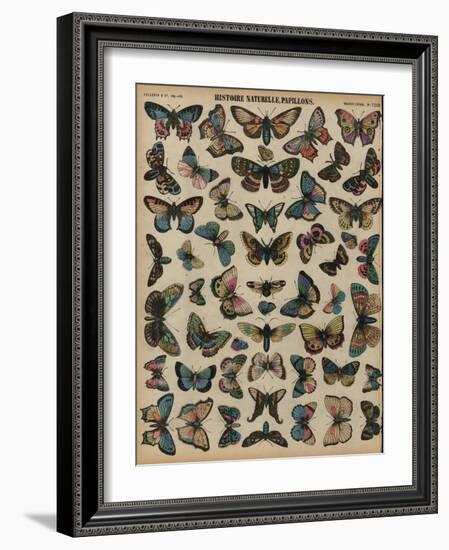 Butterflies (Coloured Engraving)-French School-Framed Giclee Print