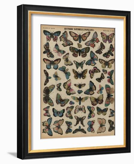 Butterflies (Coloured Engraving)-French School-Framed Giclee Print