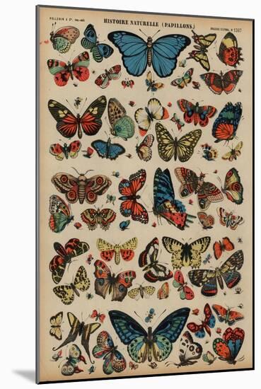 Butterflies (Coloured Engraving)-French School-Mounted Giclee Print