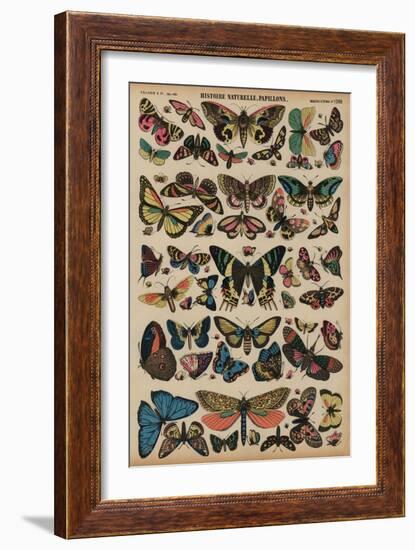 Butterflies (Coloured Engraving)-French School-Framed Giclee Print