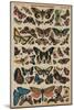 Butterflies (Coloured Engraving)-French School-Mounted Giclee Print