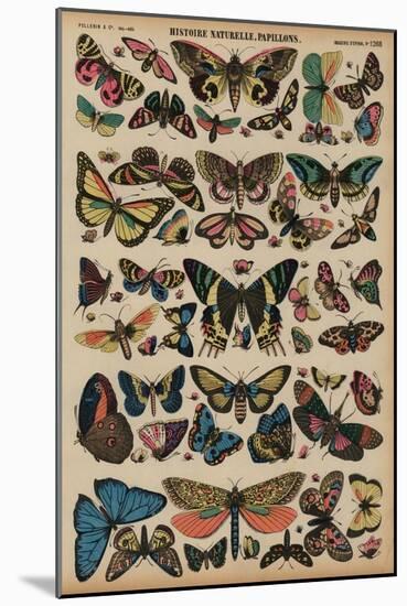 Butterflies (Coloured Engraving)-French School-Mounted Giclee Print